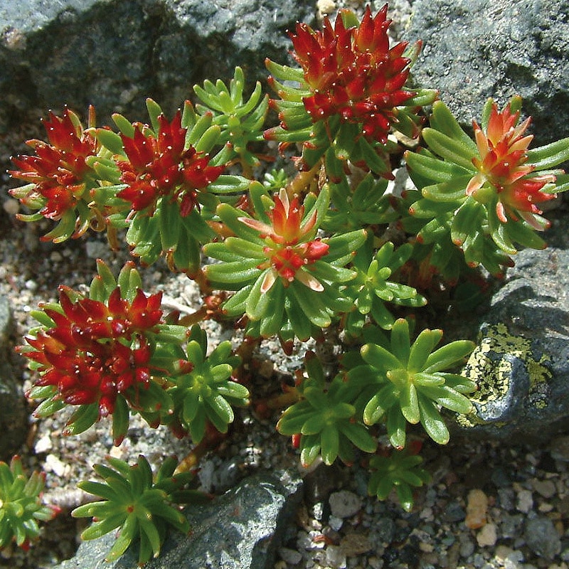 Rhodiola rosea