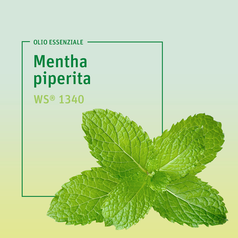 Olio menta piperita gaspan