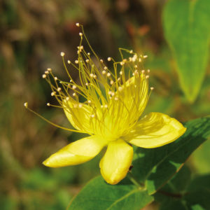 Hypericum perforatum