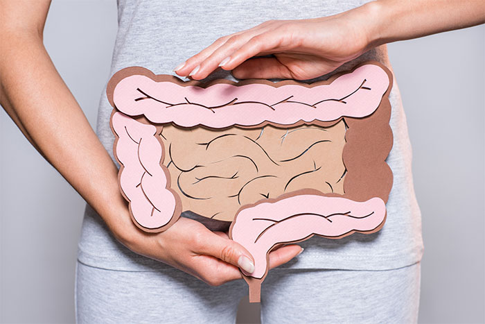 Sagoma di cartone dell'intestino (argomento IBS)
