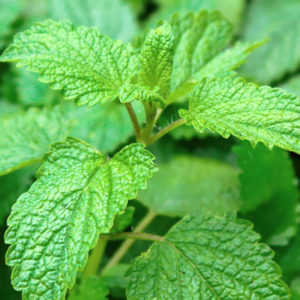 Melissa officinalis