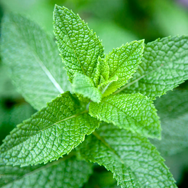 Menta-piperita-caratteristiche-pianta Mentha piperita pianta