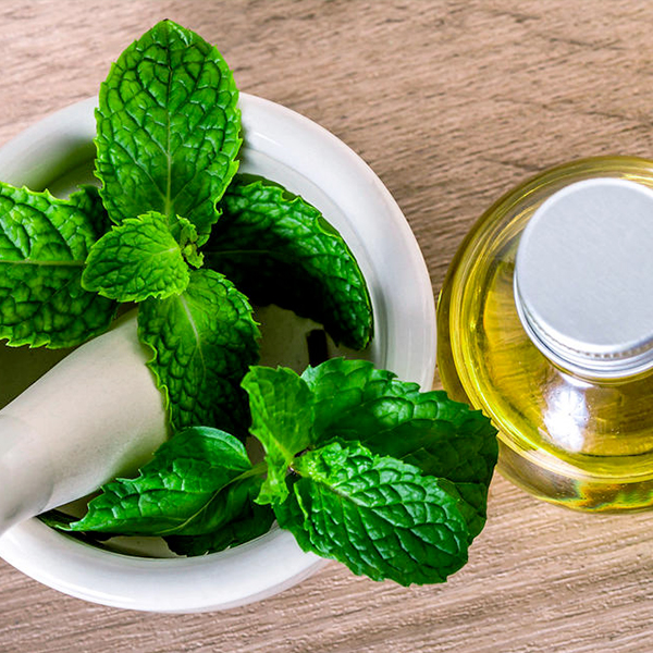 Menta-piperita-olio-essenziale Mentha piperita storia