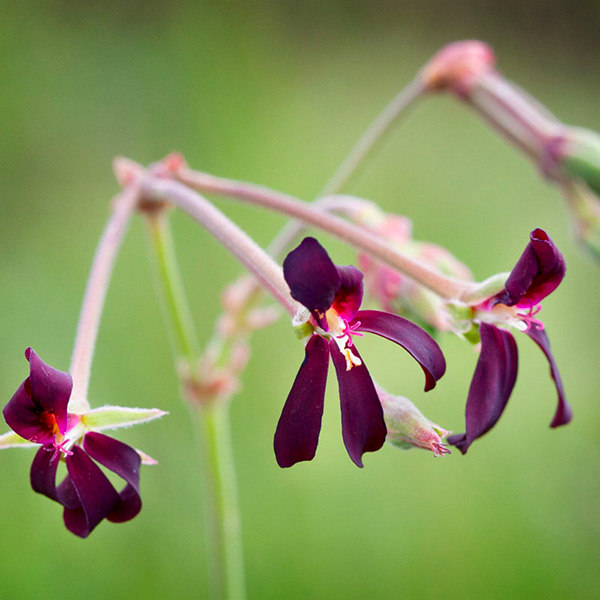 Particolare della pianta medicinale di pelargonium sidoides