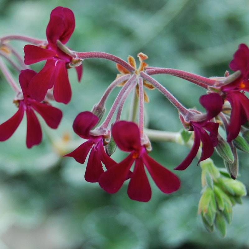 Pelargonium sidoides