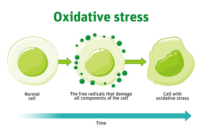 radicali liberi e stress ossidativo delle cellule