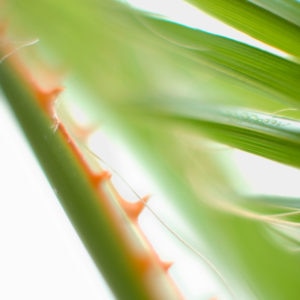 Serenoa repens