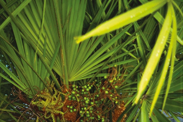 Serenoa_repens_detail3