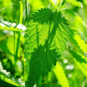 Urtica dioica