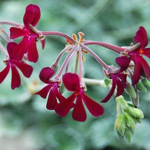 Pelargonium sidoides