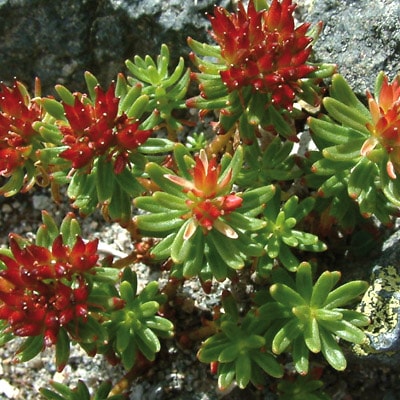 Rhodiola rosea