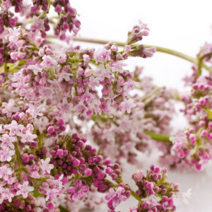 Valeriana officinalis